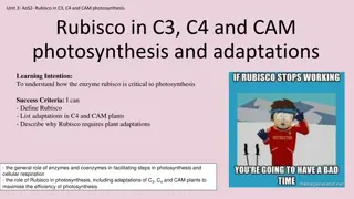 Role of Rubisco in Photosynthesis