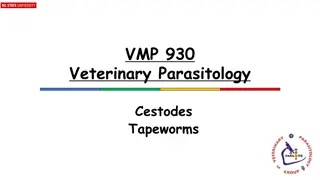 Tapeworms in Veterinary Parasitology