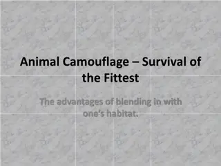 Animal Camouflage and its Importance in Survival