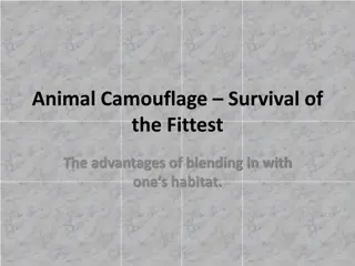 Understanding Animal Camouflage and its Importance in Survival