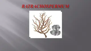 Batrachospermum: A Freshwater Red Alga