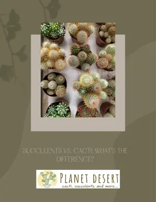 Cacti vs. Succulents - A Guide for Plant Parents