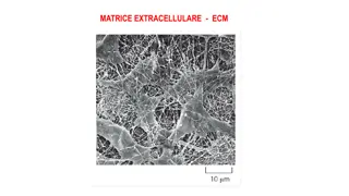 Extracellular Matrix (ECM) and Its Functions