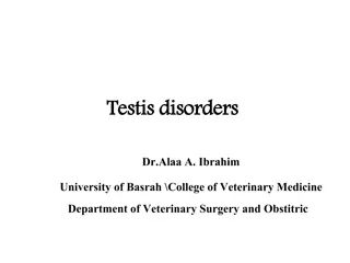 Understanding Testis Disorders in Small Animals: A Veterinary Perspective
