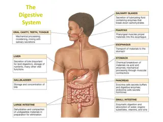 The Digestive System Processes