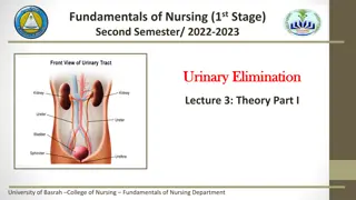 Urinary Elimination: Anatomy, Physiology, and Function of the Kidneys