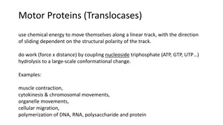 Motor Proteins and Cytoskeletal Dynamics in Cell Biology