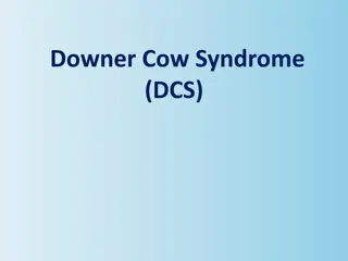 Downer Cow Syndrome (DCS) in Cattle