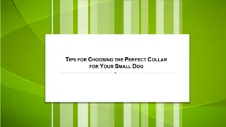 Tips for Choosing the Perfect Collar for Your Small Dog