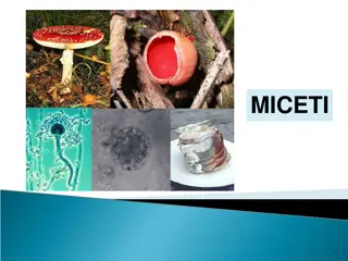 Fungal Microorganisms and Their Impact on Human Health