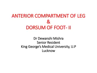 The Anterior Compartment of Leg and Foot Anatomy