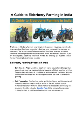 A Guide to Elderberry Farming in India, Sonalika Tiger Sonalika Sikander Sonalik