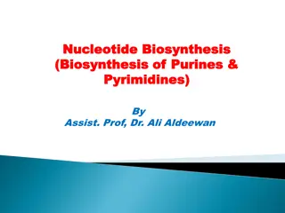 Understanding Nucleotide Biosynthesis and Nucleic Acids