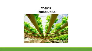 Hydroponics: Methods, Advantages, and Crops