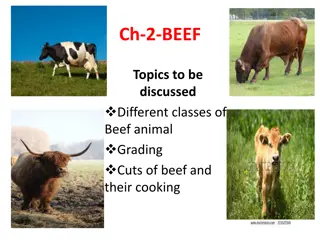 Different Classes of Beef Animals and Their Grading