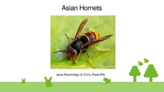 Asian Hornets