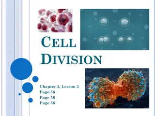 Cell Division: Functions and Stages