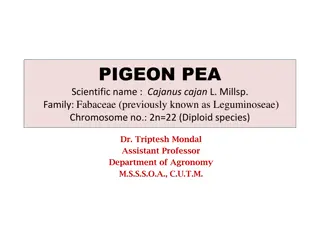Pigeon Pea (Cajanus cajan L. Millsp) - Overview, Importance, and Uses