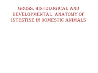 Anatomy of Intestine in Domestic Animals