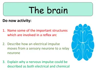 Explore the Structures and Functions of the Brain