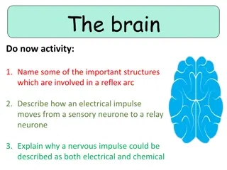 The Structures and Functions of the Brain