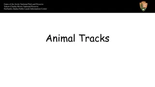 Animal Tracks: A Visual Guide