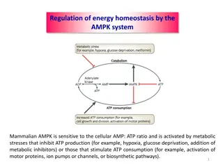 Regulation of Energy Homeostasis by AMPK System and Its Modulation Factors
