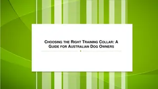 Choosing the Right Training Collar A Guide for Australian Dog Owners